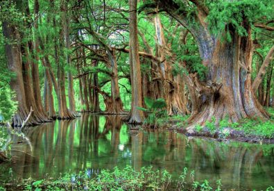 Parque Nacional El Sabinal